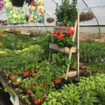 veggies-herbs-mints2