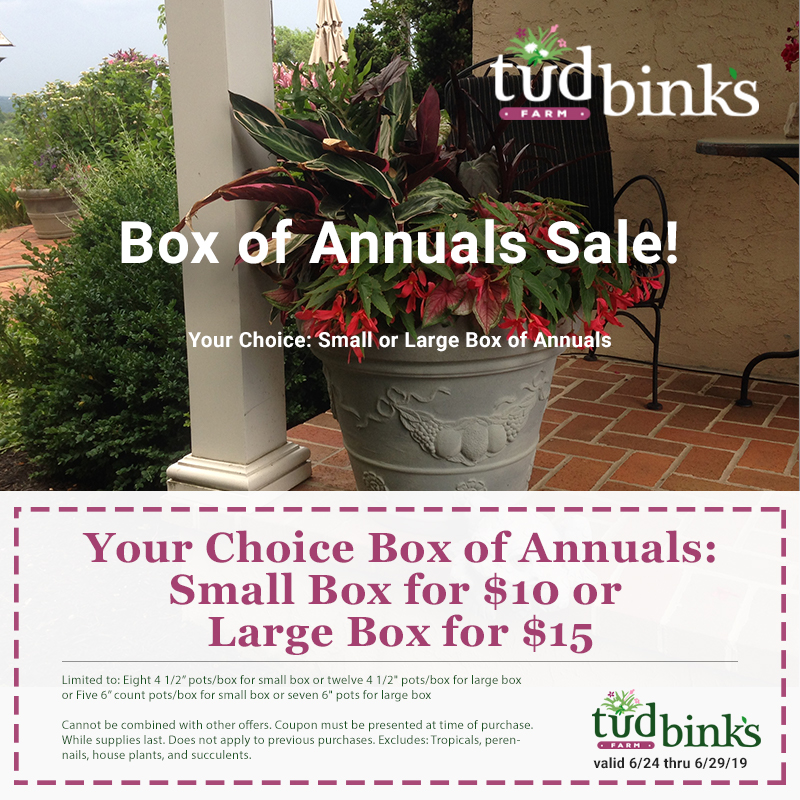 Box Of Annuals Sale Tudbinks