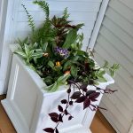 Tudbinks summer planter arrangement
