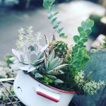 Small succulent planter in pot