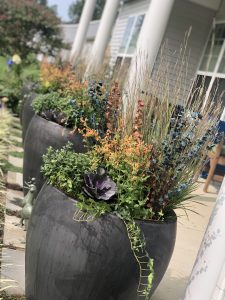 Large fall planter in a black pot on a sidewalk with greenery and succulents and a row of similar planters in the background.