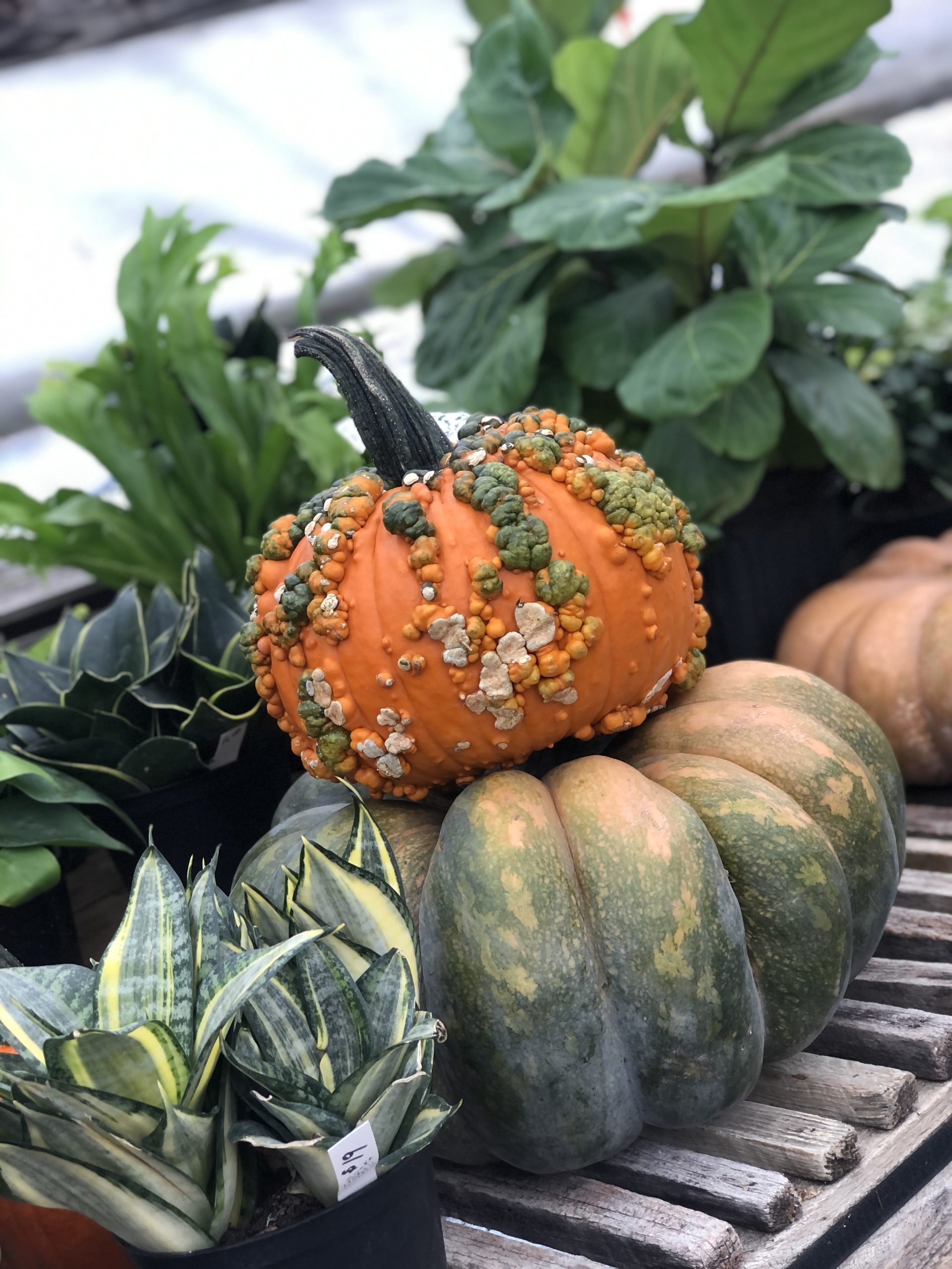 Small orange pumpkin sits on top of a green pumpkin on a bench surrounded by other plants and greenery.