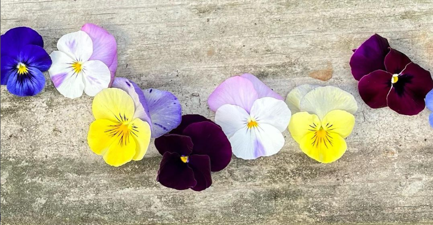 Multicolored flowers