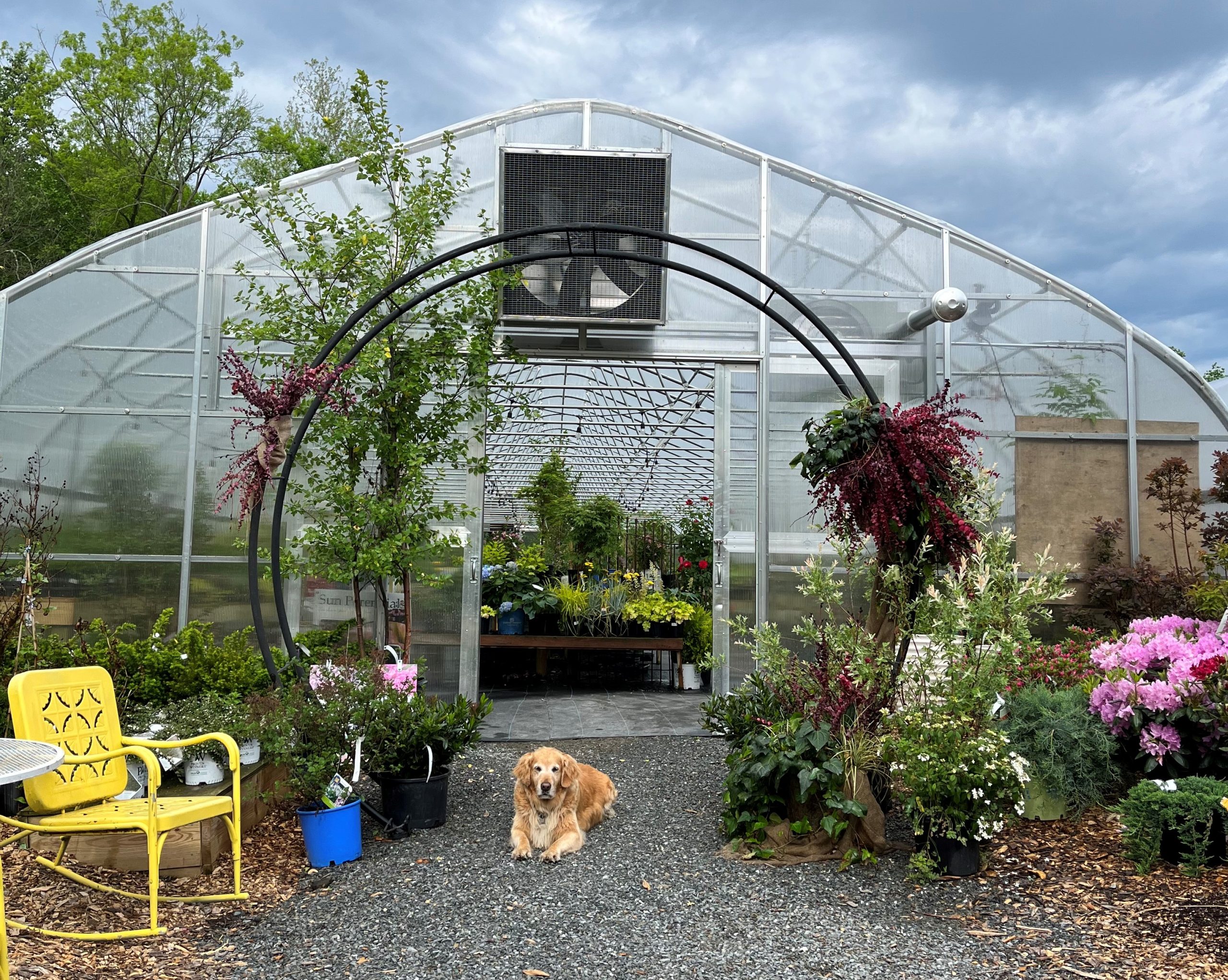 Entrance to one of Tudbinks' greenhouses with a greenery decorated round archway and a golden retriever laying on the ground.