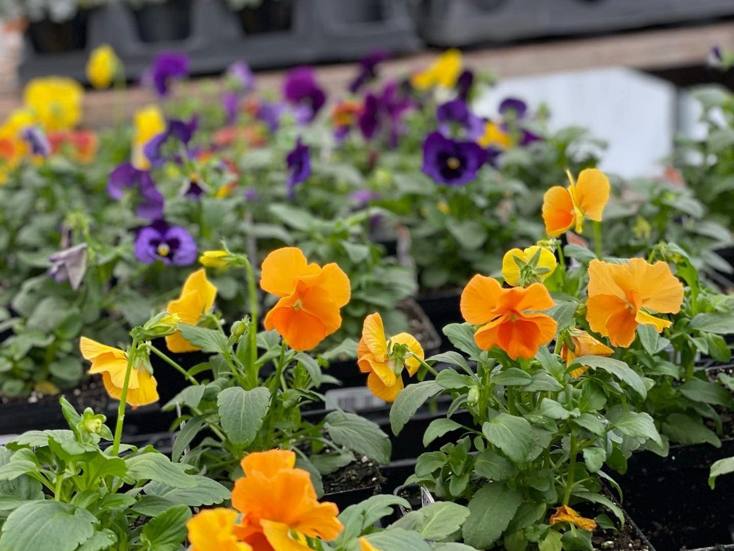 Purple, yellow, and orange flowers ready to be planted sitting on a table.