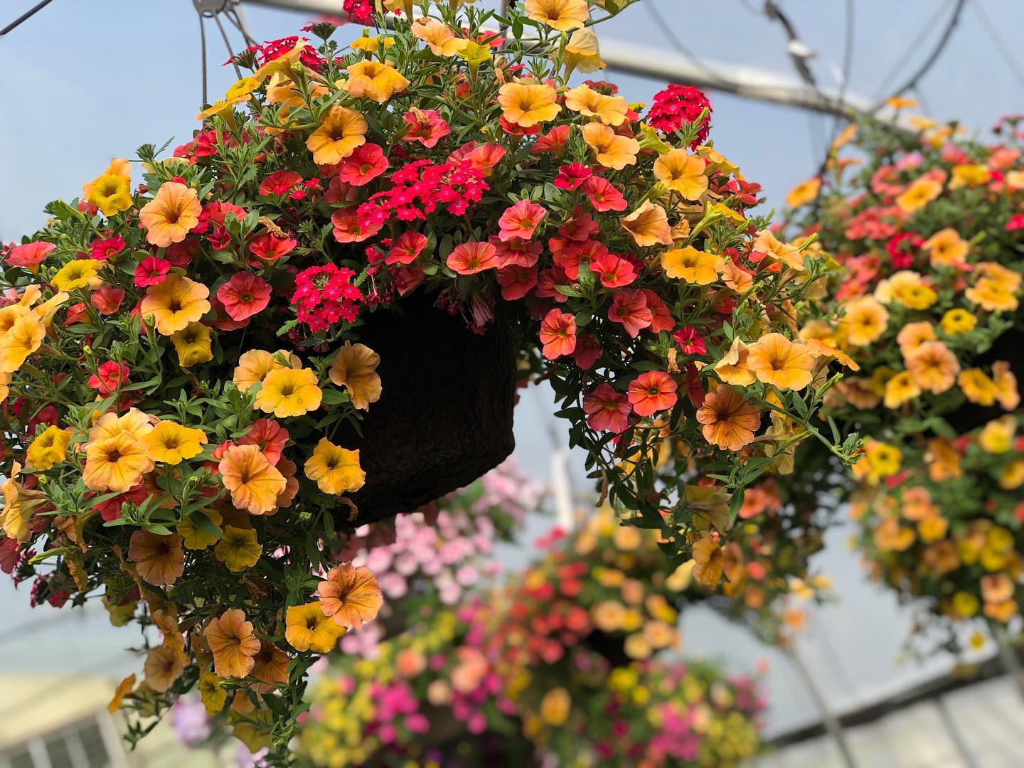 Hanging basket with yellow and orange flowers.