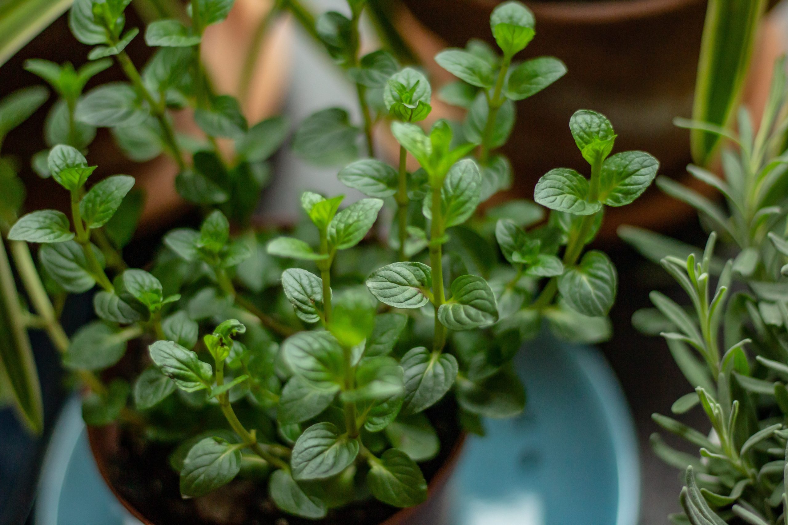 Herb plant in a pot