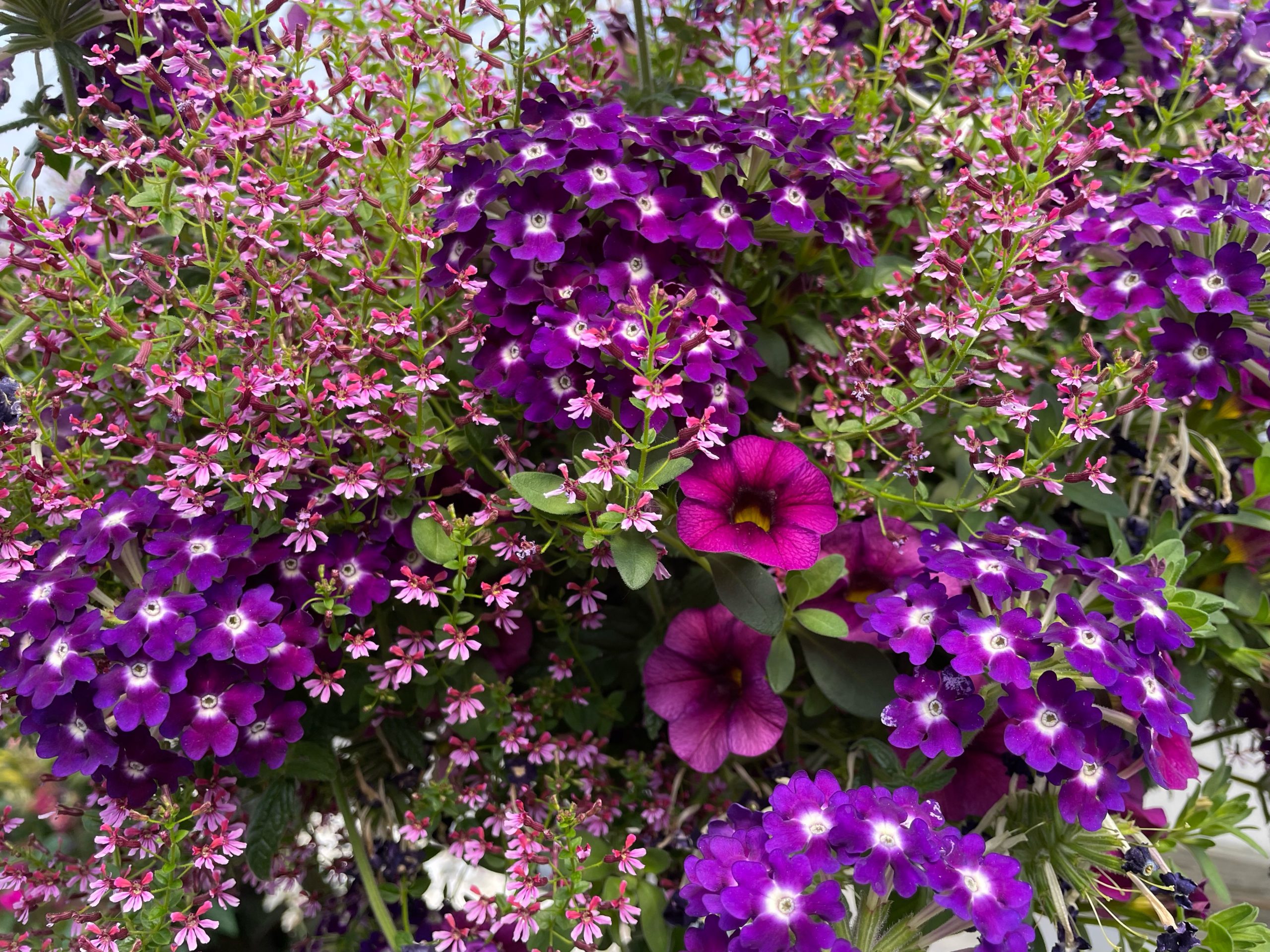 Hanging basket full of greenery, bright purple flower clusters, pink flowers, and magenta flowers.