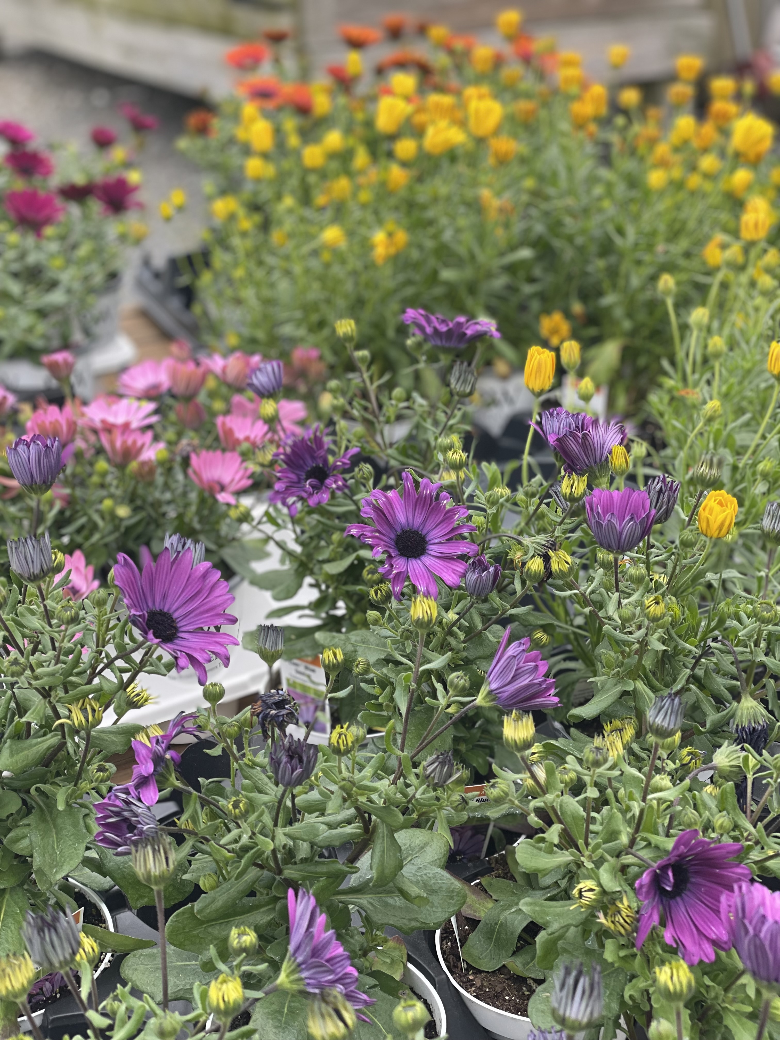Close up of purple and yellow flowers