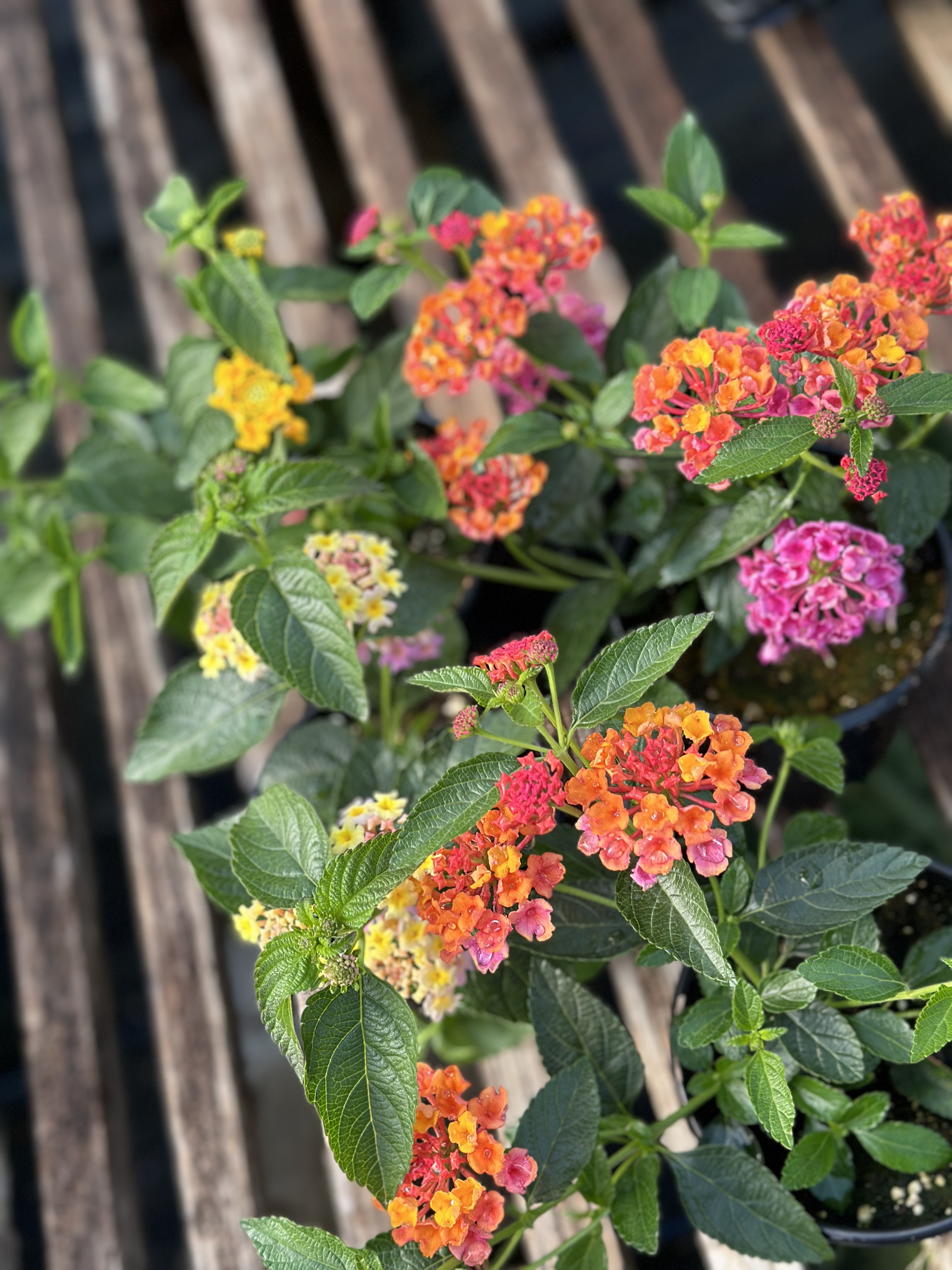 Close up of multi-colored flower clusters that are yellow, orange, red, and pink.