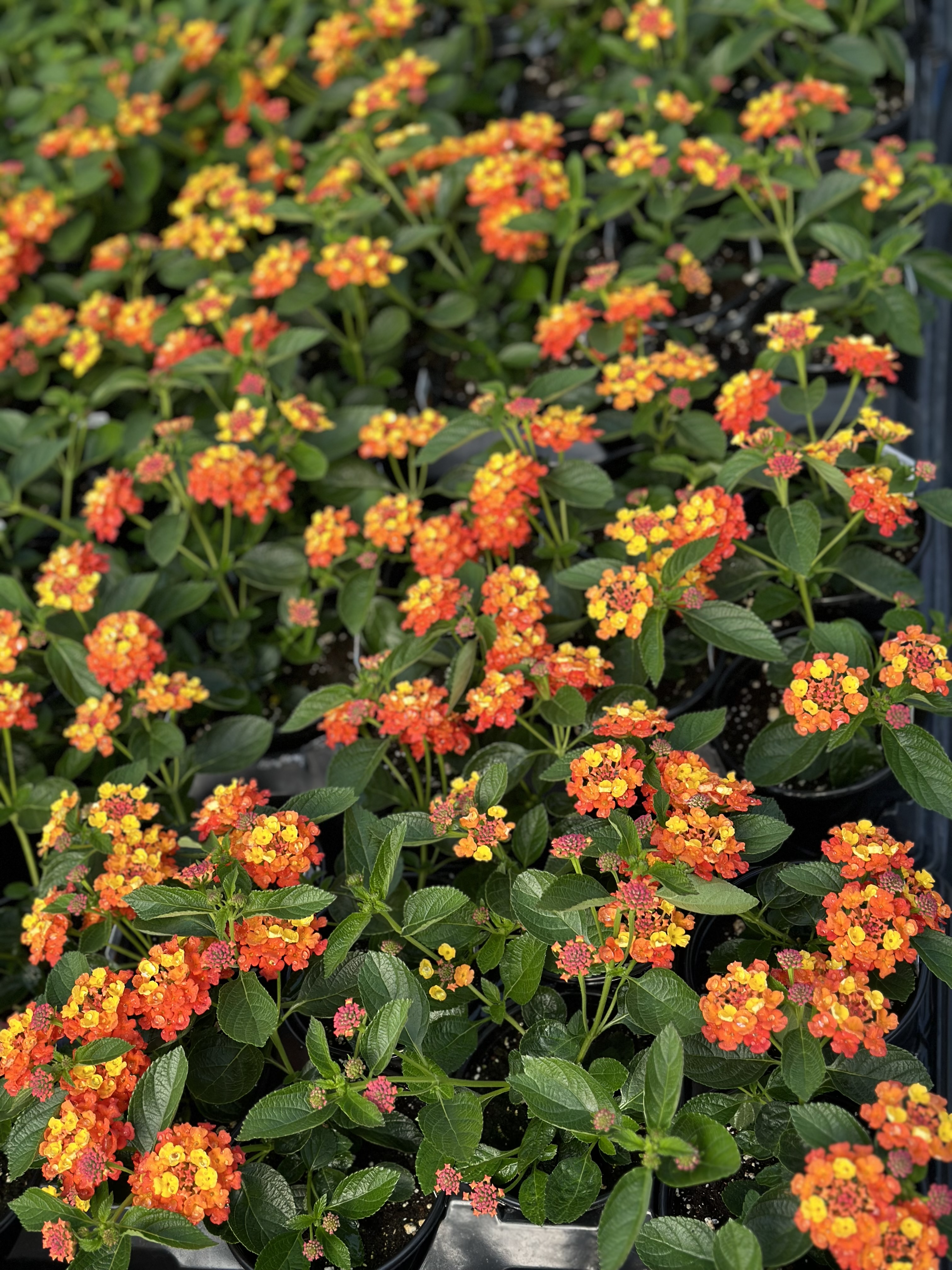 Close up of orange and yellow flowers.