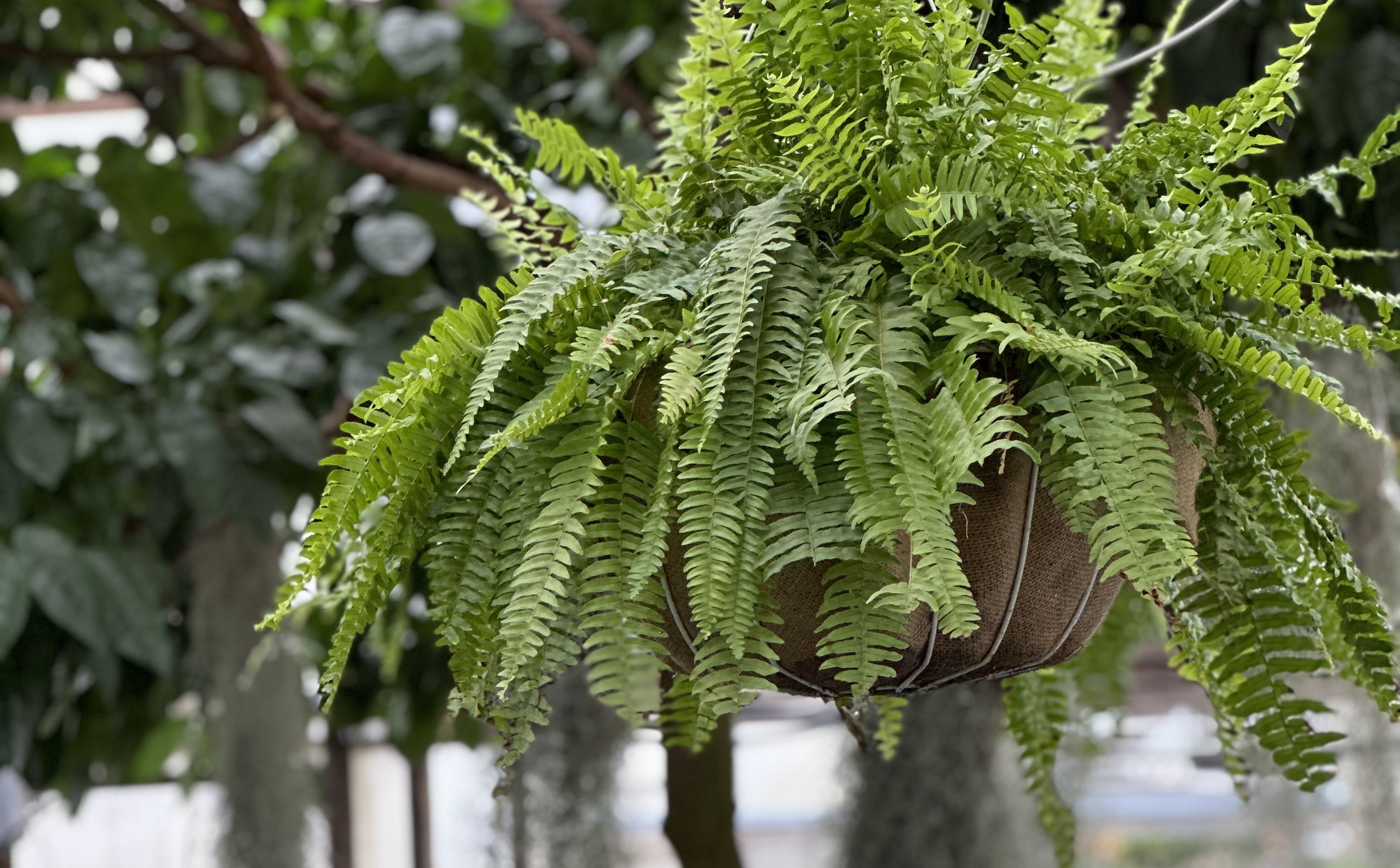 Close up of a fern hanging basket.