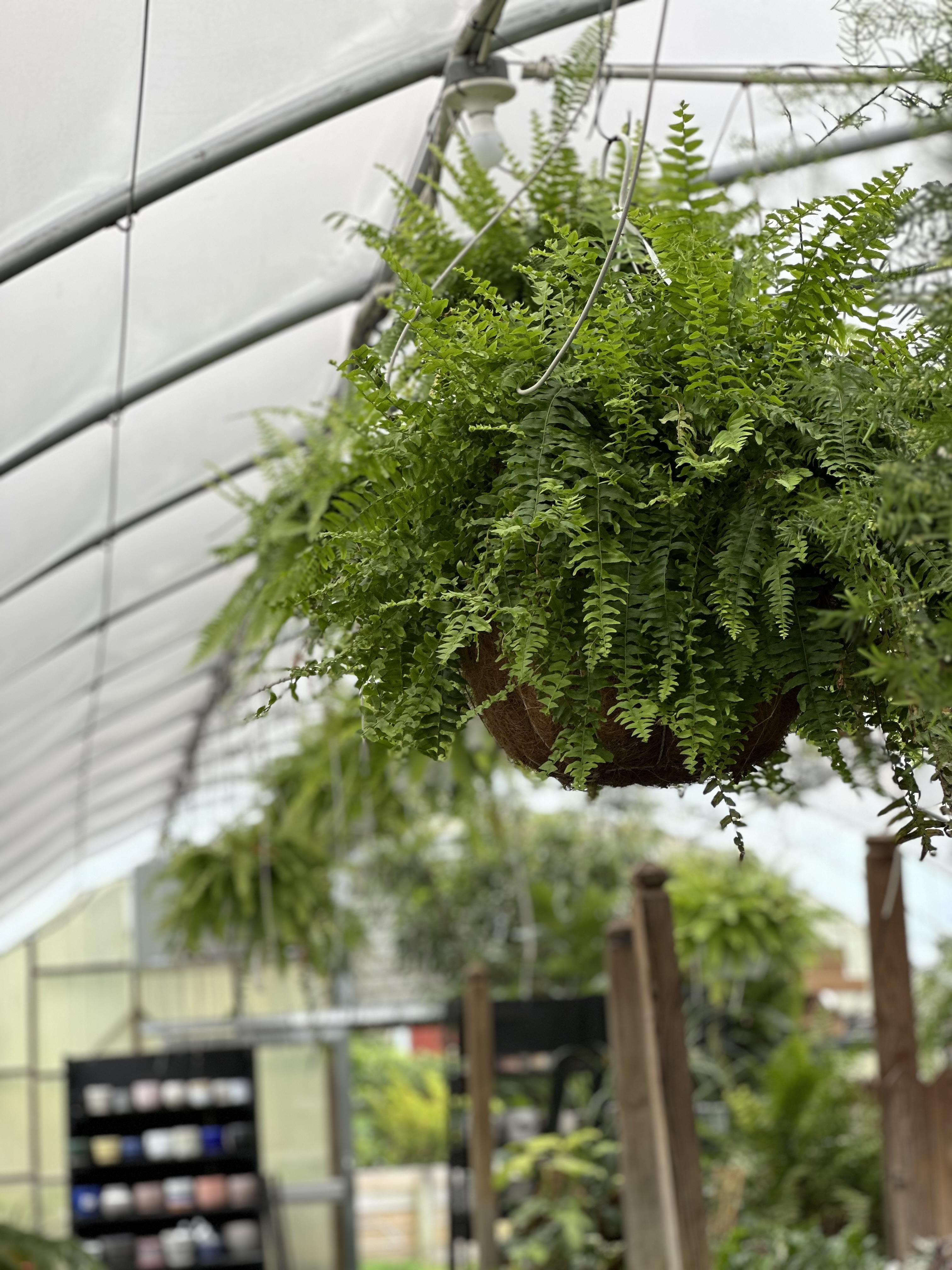 Row of fern baskets hanging from a greenhouse ceiling
