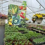 Tudbink's Farm Vegetables