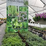Tudbink's Farm Herbs