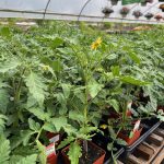 Tudbink's Farm Tomatoes