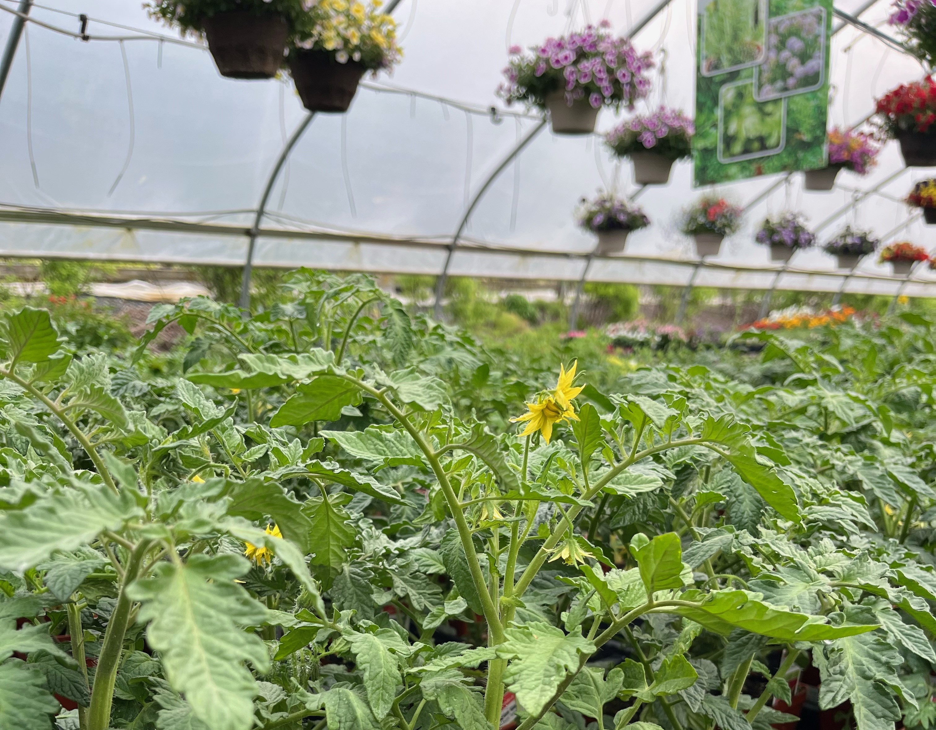 Close up of tomato plants inside a greenhouse.