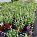 Tudbink's Farm Lavendar