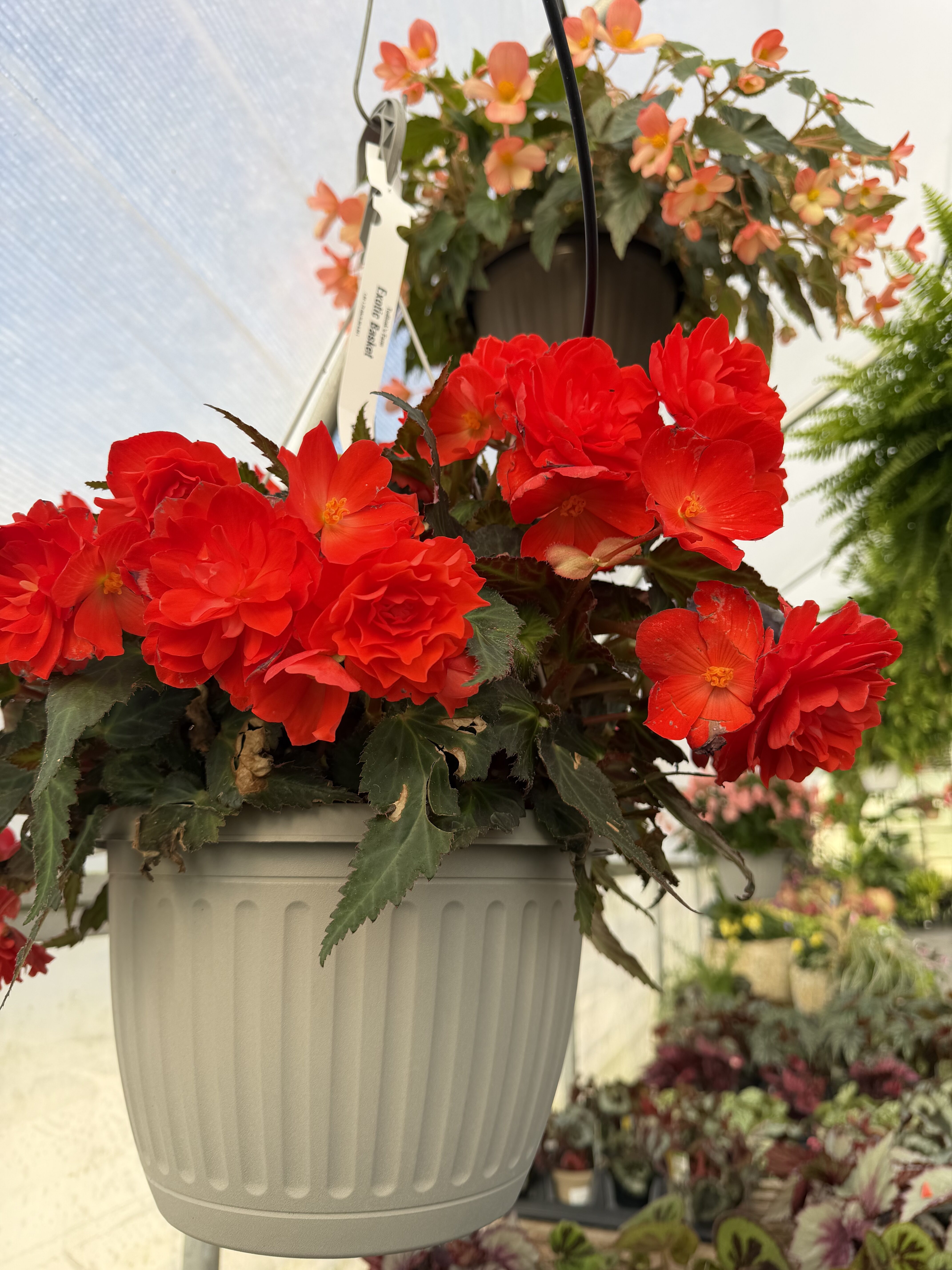 hanging basket with red flowers