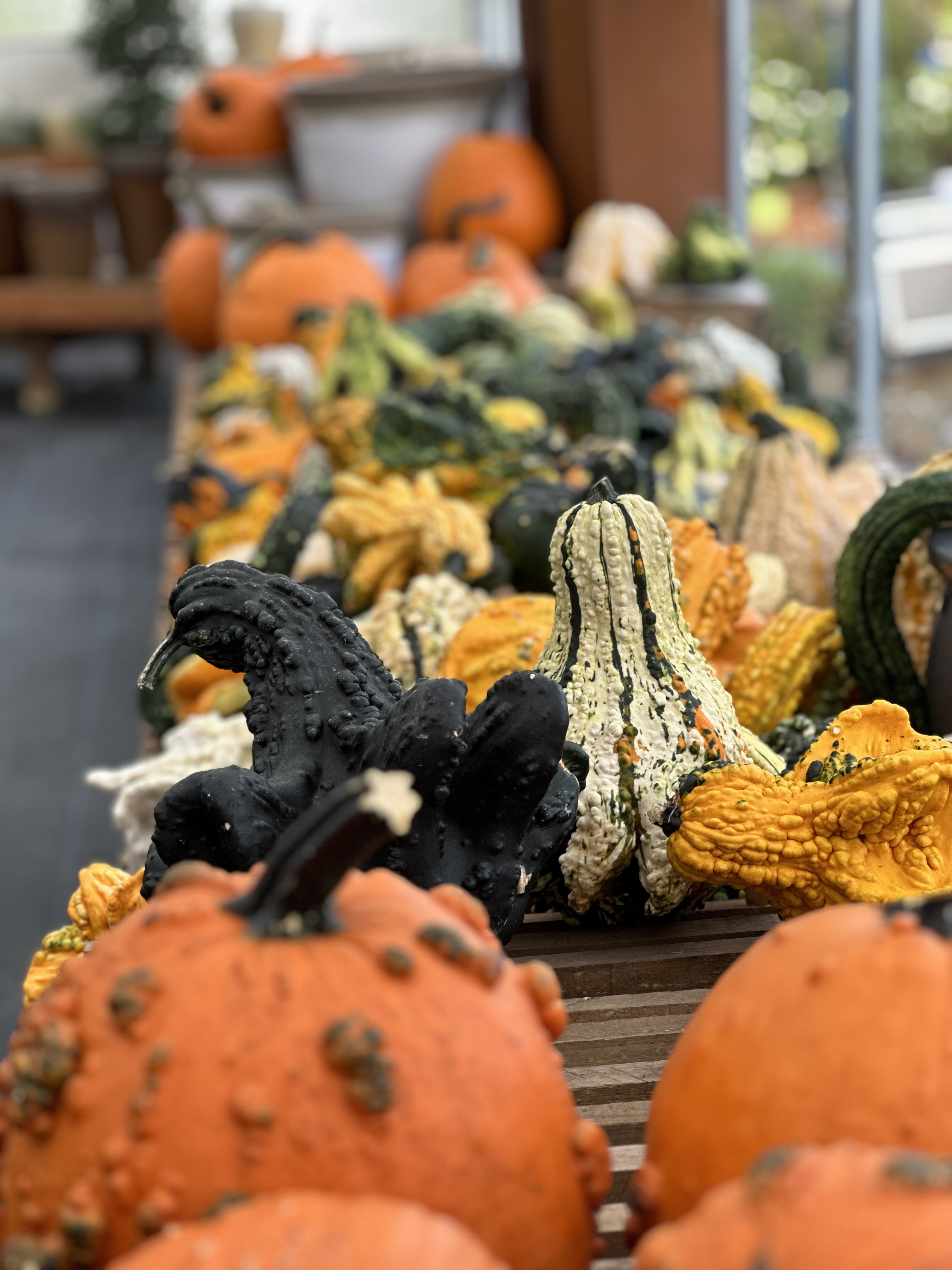Close up of assorted gourds and pumpkins on a table.
