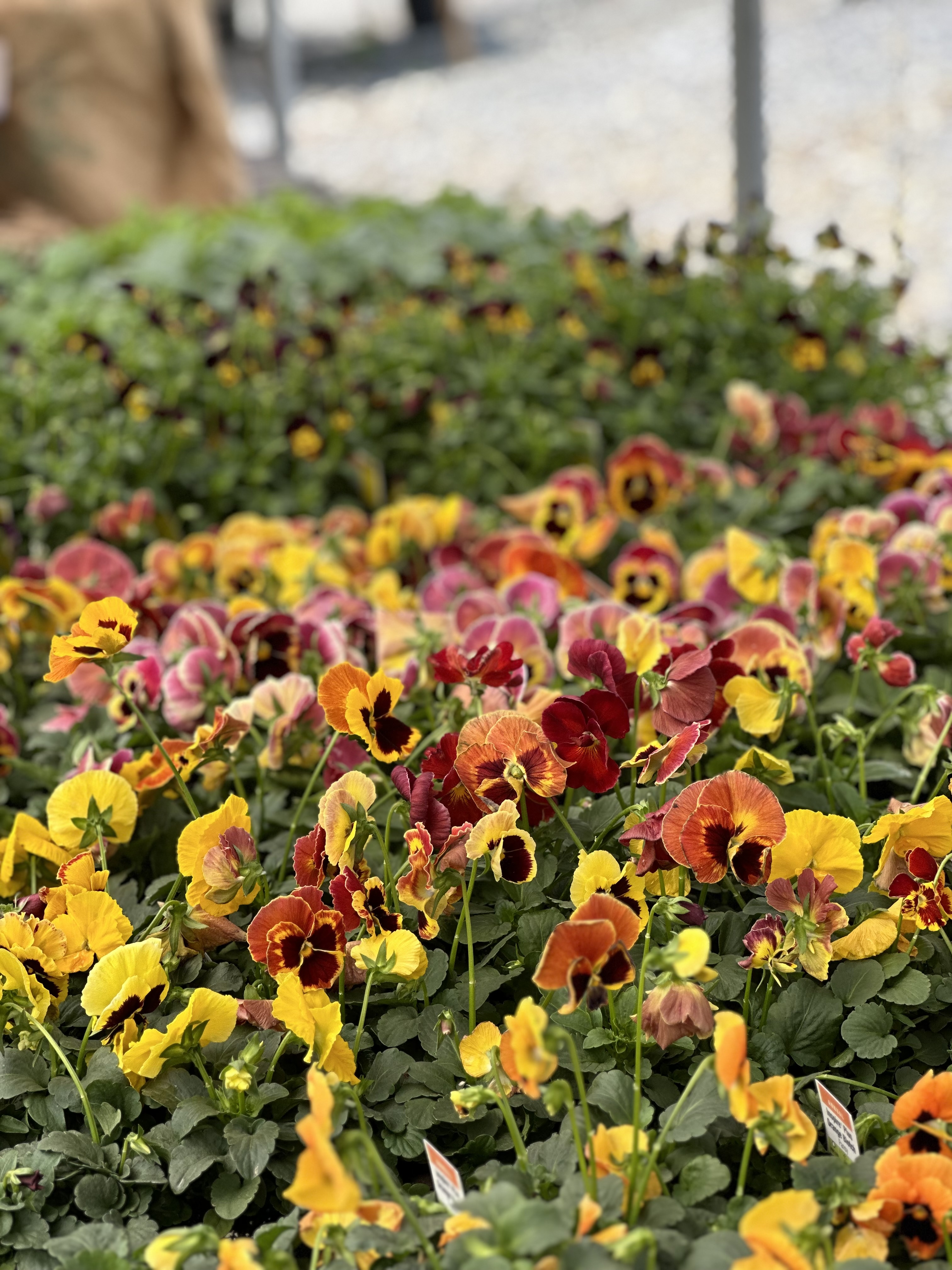 Close up of yellow, orange, and pink assorted pansy flowers in trays.