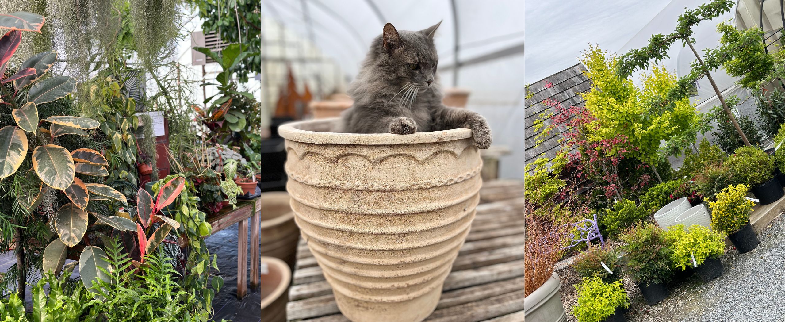 3 image collage with 2 images of an assortments of plants at a greenhouse and the middle image of a large beige ceramic pot with a gray cat inside of it.