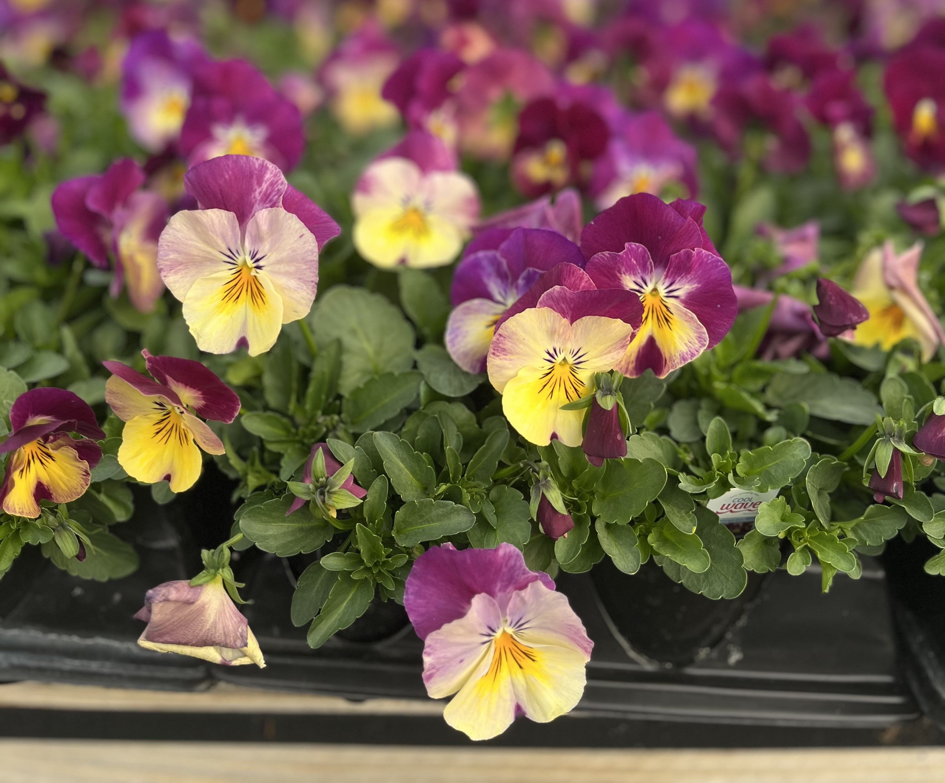 Close up of magenta and yellow pansies in trays.