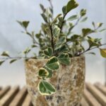 Tudbink Planter