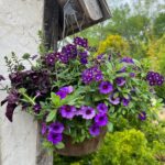 Hanging Flower Basket