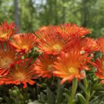 Tudbinks Perennials