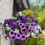 Hanging Flower Basket