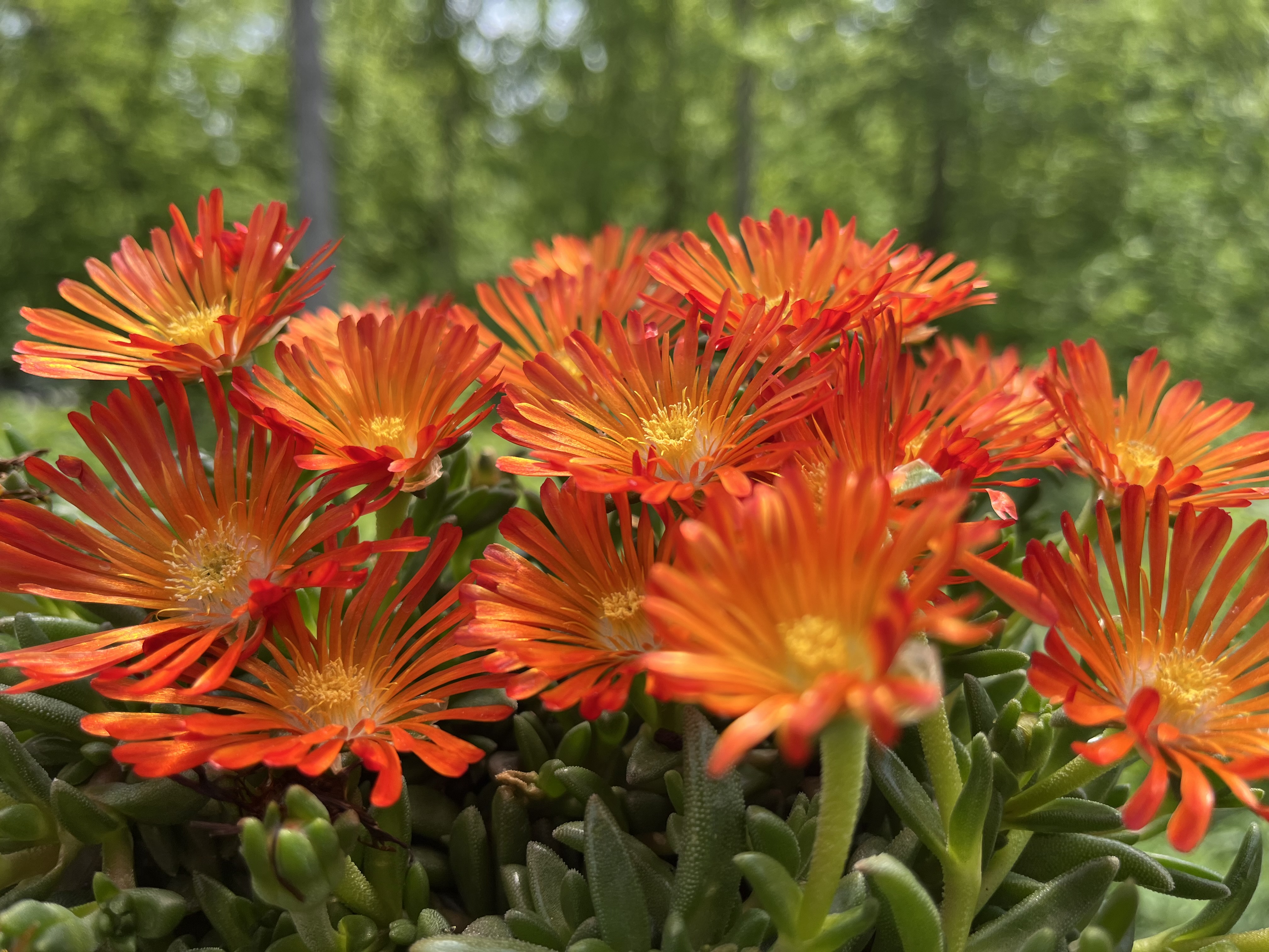 Close up of multiple bright orange perennial flowers.