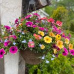 Hanging Flower Basket