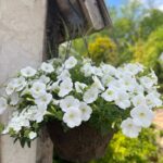 Hanging Flower Basket