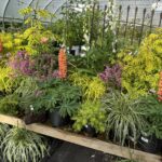Tudbinks Perennials