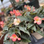 Tudbinks Annuals (1)