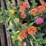 Tudbinks Annuals (2)