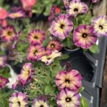 Tudbinks Annuals (3)