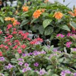 Tudbinks Annuals (4)