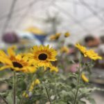 Tudbinks Annuals (5)