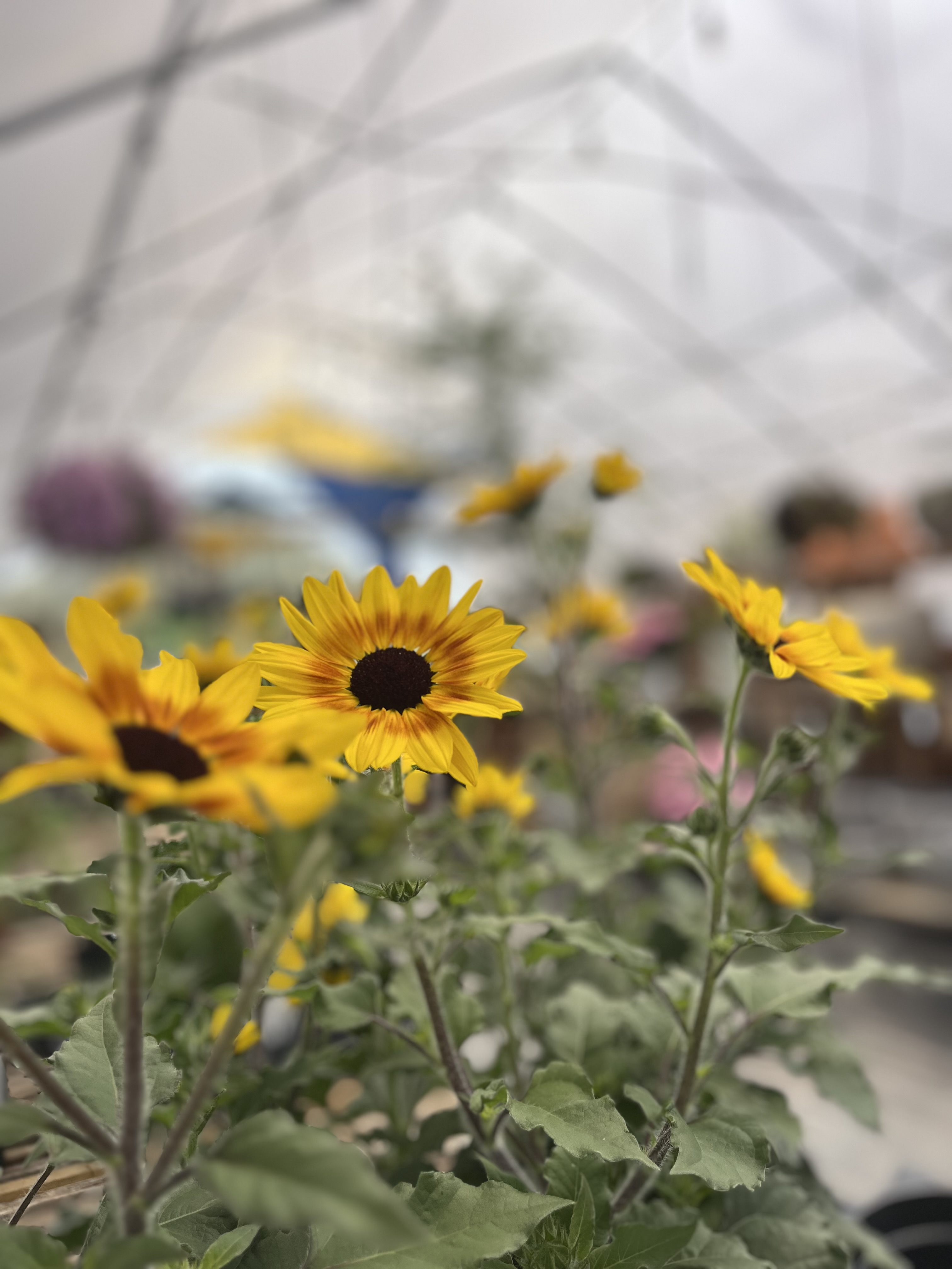 Close up of yellow annual flower with black centers inside a greenhouse.