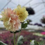 Tudbinks Annuals (6)