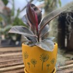 Tudbinks Houseplants (1)