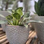Tudbinks Houseplants (2)