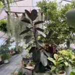 Tudbinks Houseplants (3)