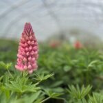 Tudbinks Perennial