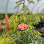 Tudbinks Perennial