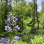 Tudbinks Perennial