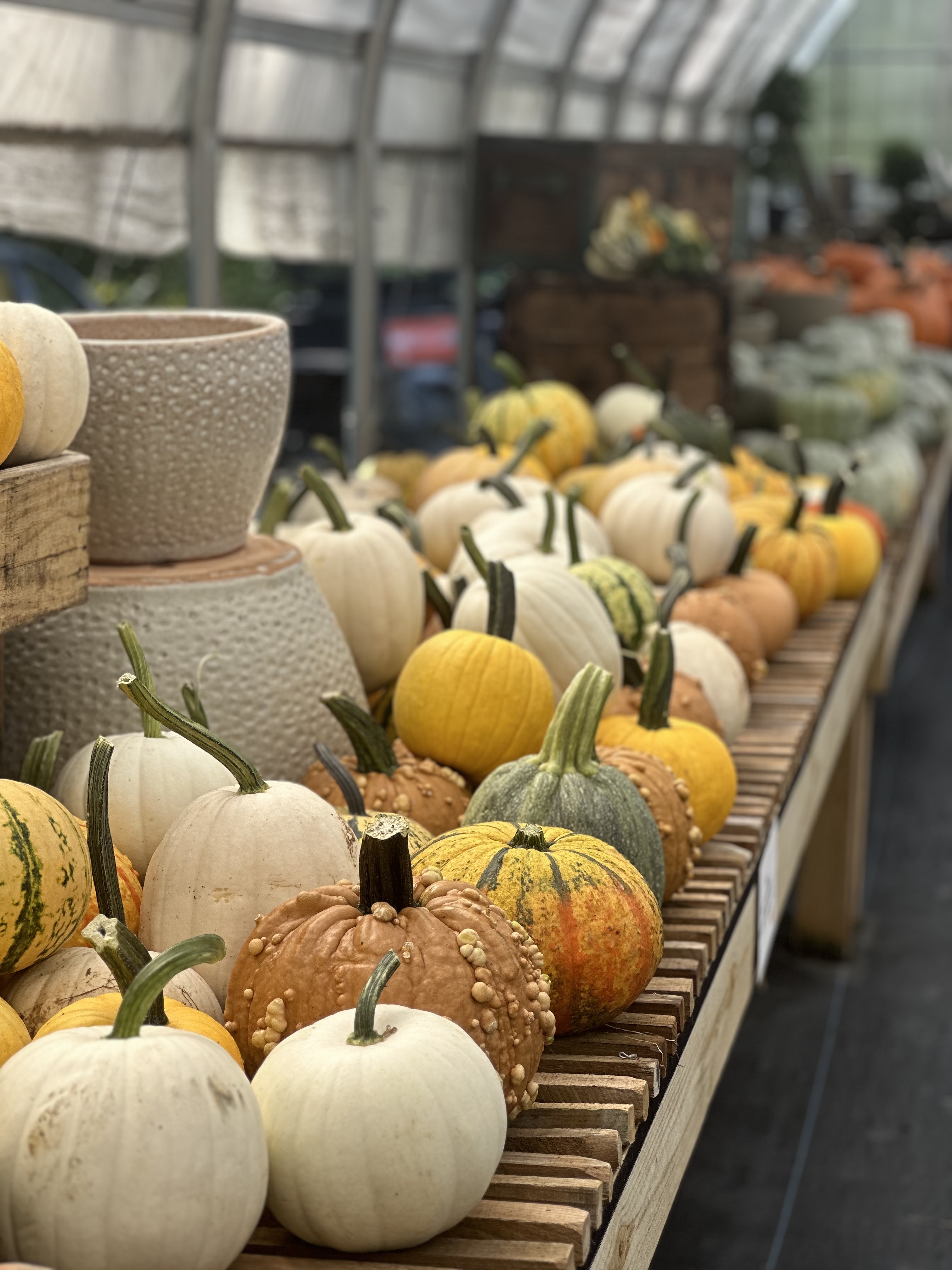 Yellow, orange, and white pumpkins arranged on a wood table with tan ceramic pots inside a greenhouse.