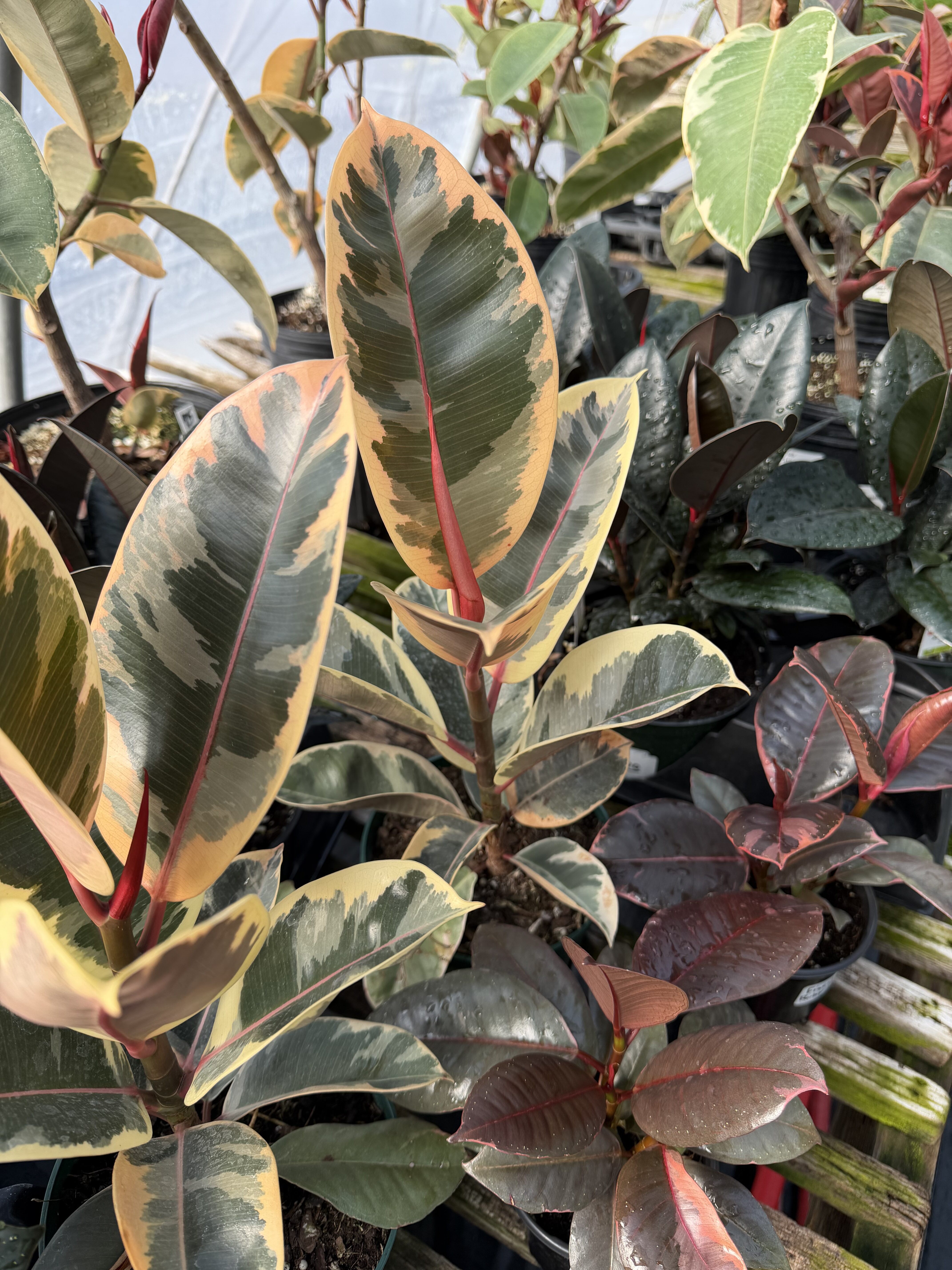 leafy houseplants